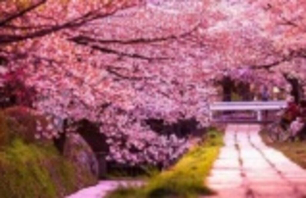 Sakura nedir, Sakura ne demek? Sakura çiçeğinin özellikleri