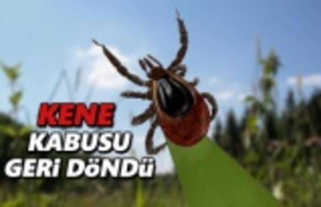Kene Isırmalarına Karşı Tedbirinizi Alın!
