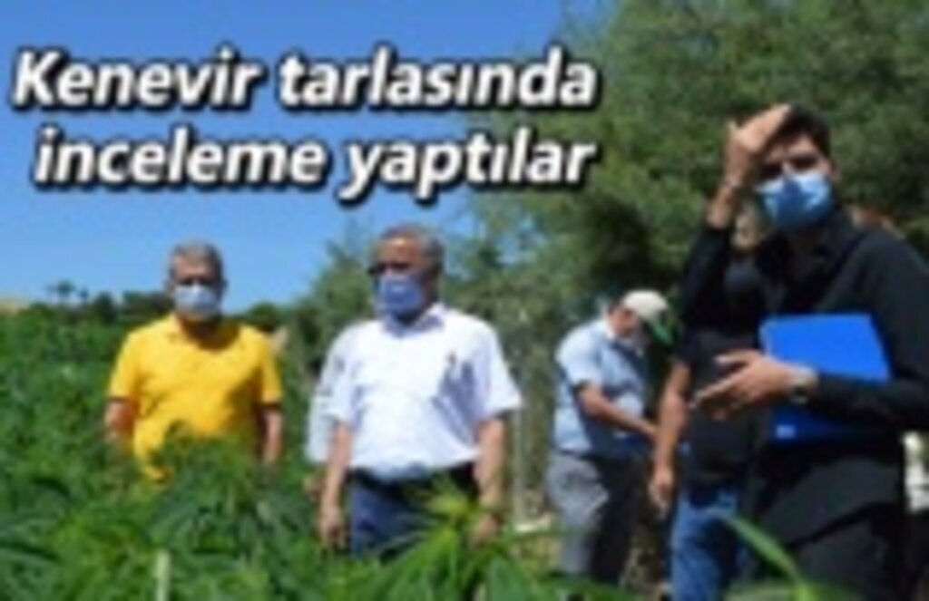 Kenevir tarlasında inceleme yaptılar