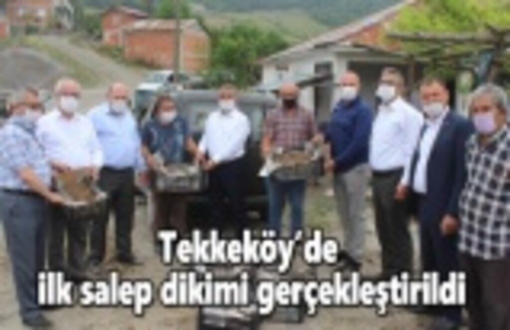 Tekkeköy’de ilk salep dikimi gerçekleştirildi