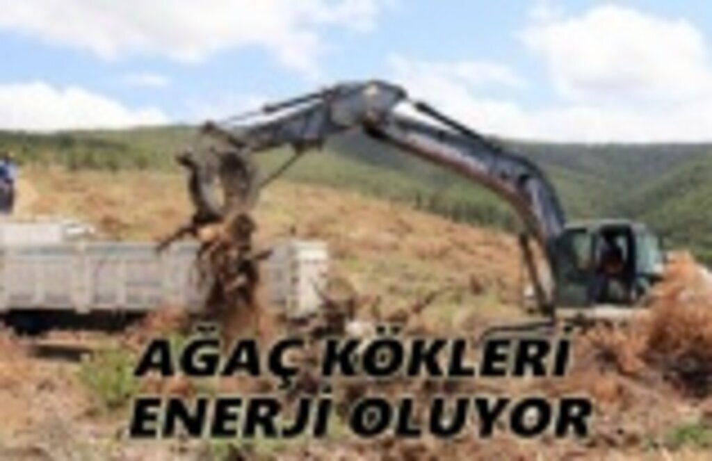 Ağaç kökleri enerji oluyor