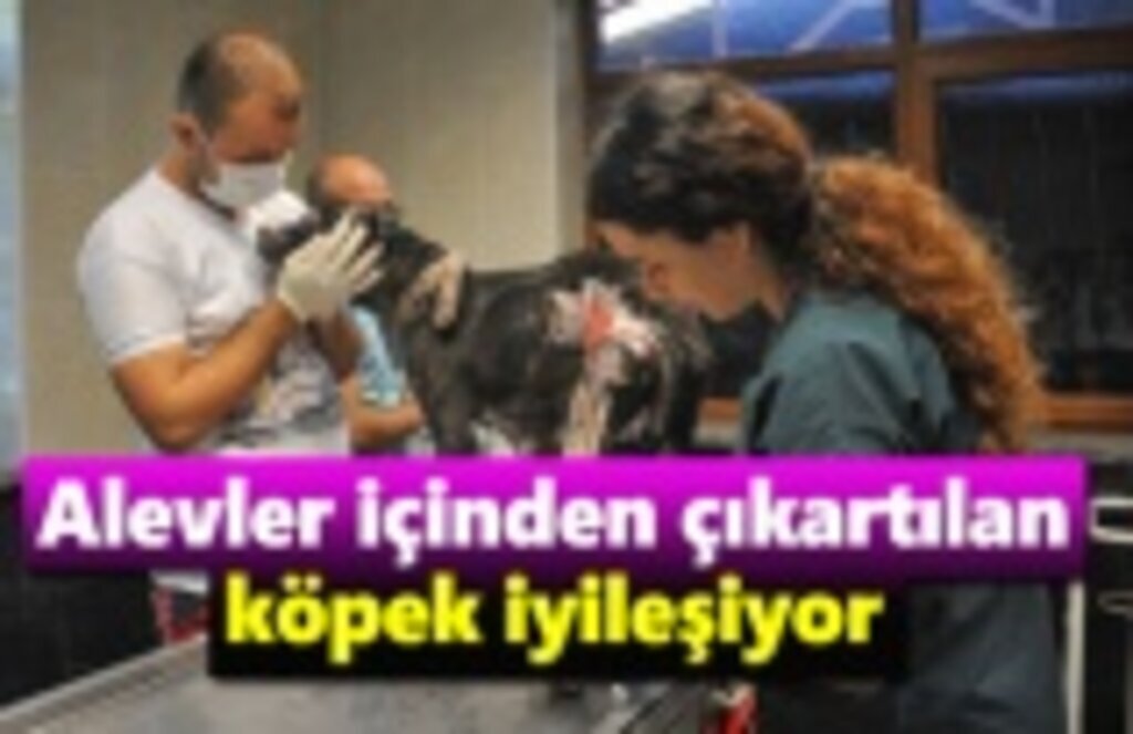 Alevler içinden çıkartılan köpek iyileşiyor