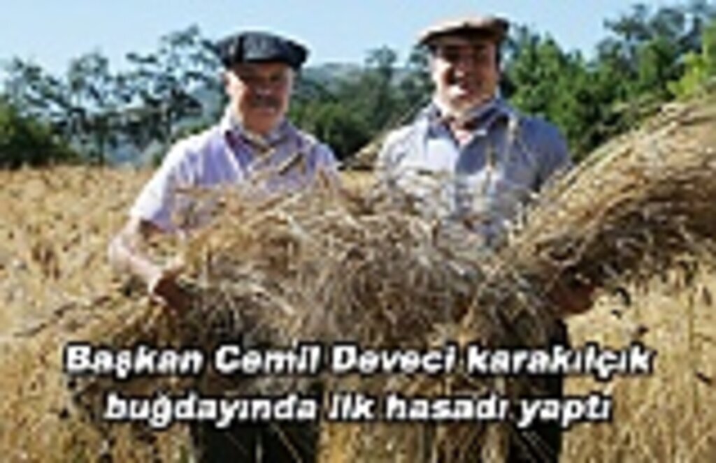 Başkan Cemil Deveci karakılçık buğdayında ilk hasadı yaptı