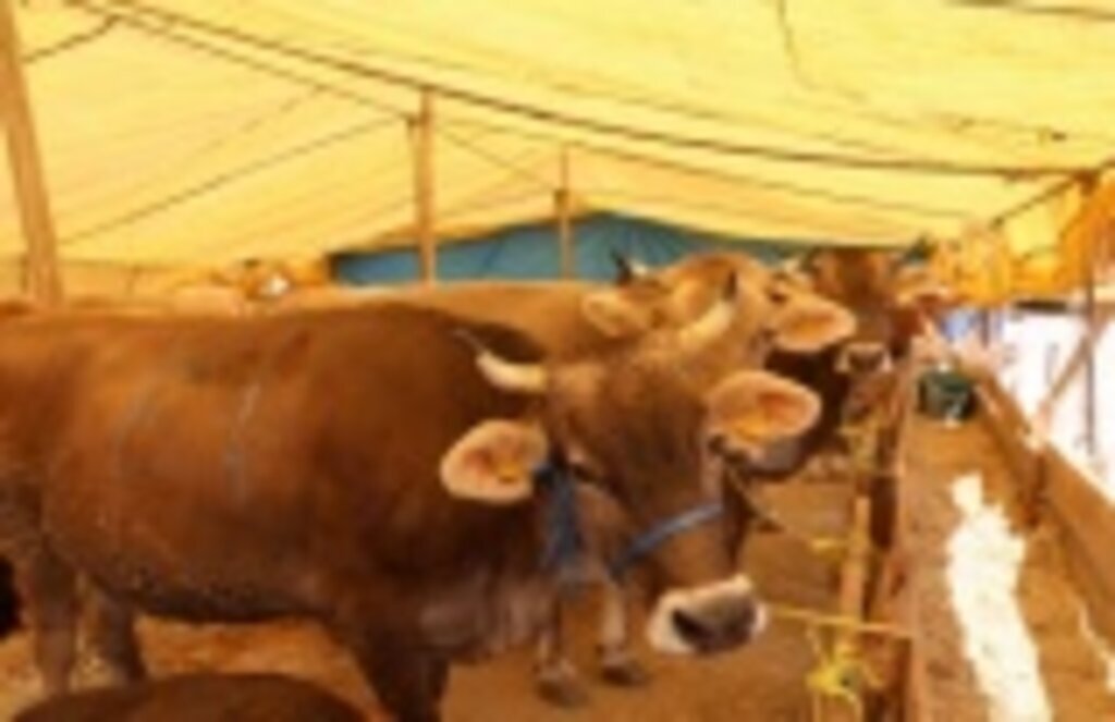 İlkadım'da kurban kesim fiyatları ve satış yerleri belirlendi