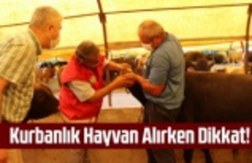 Kurbanlık hayvan alırken nelere dikkat edilmeli!
