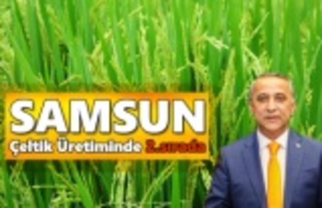 Samsun Çeltik Üretiminde ikinci Sırada