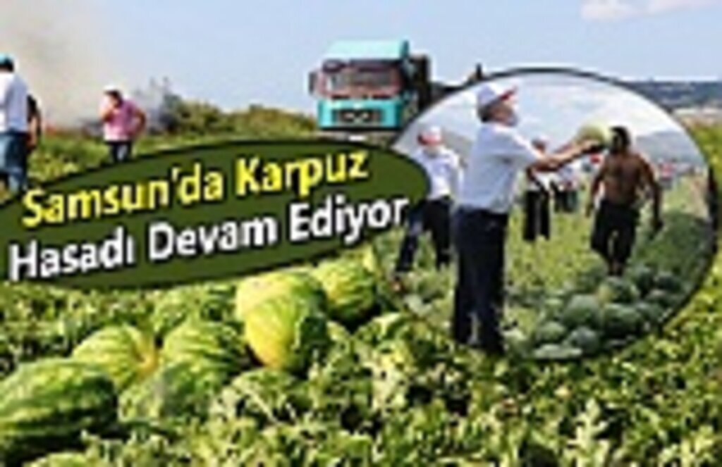 Samsun’da Karpuz Hasadı Devam Ediyor