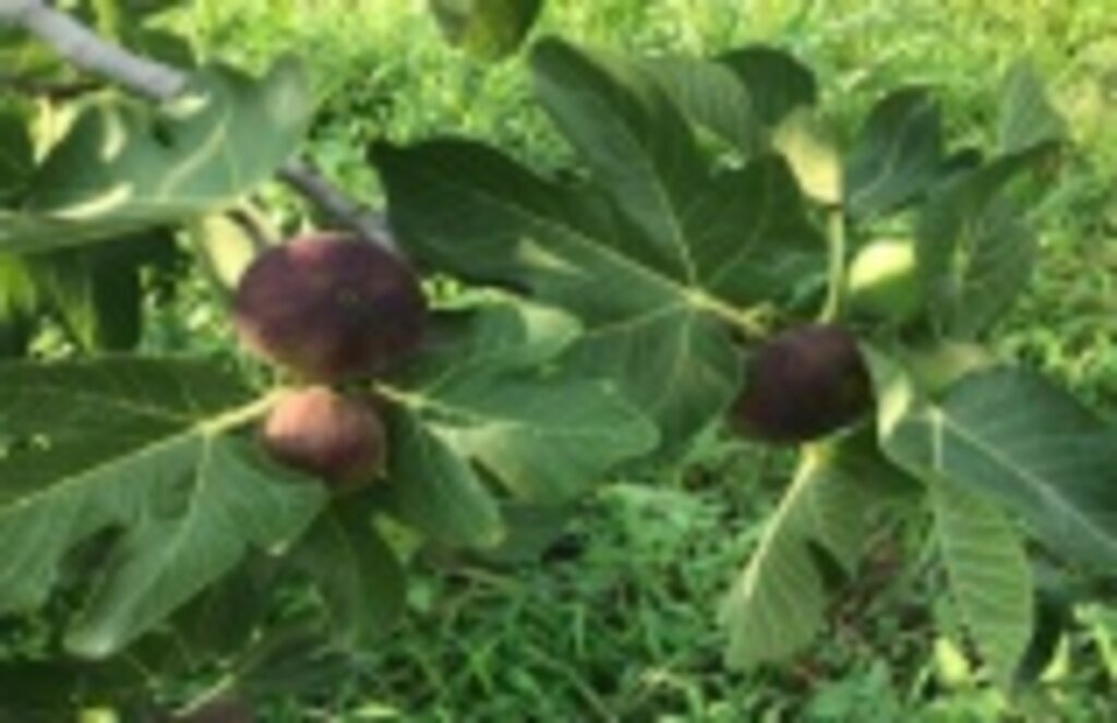 Siyah incir dünya pazarındaki yerini almaya hazırlanıyor