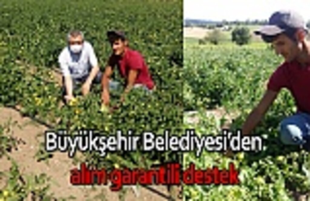 Büyükşehir Belediyesi’den alım garantili destek