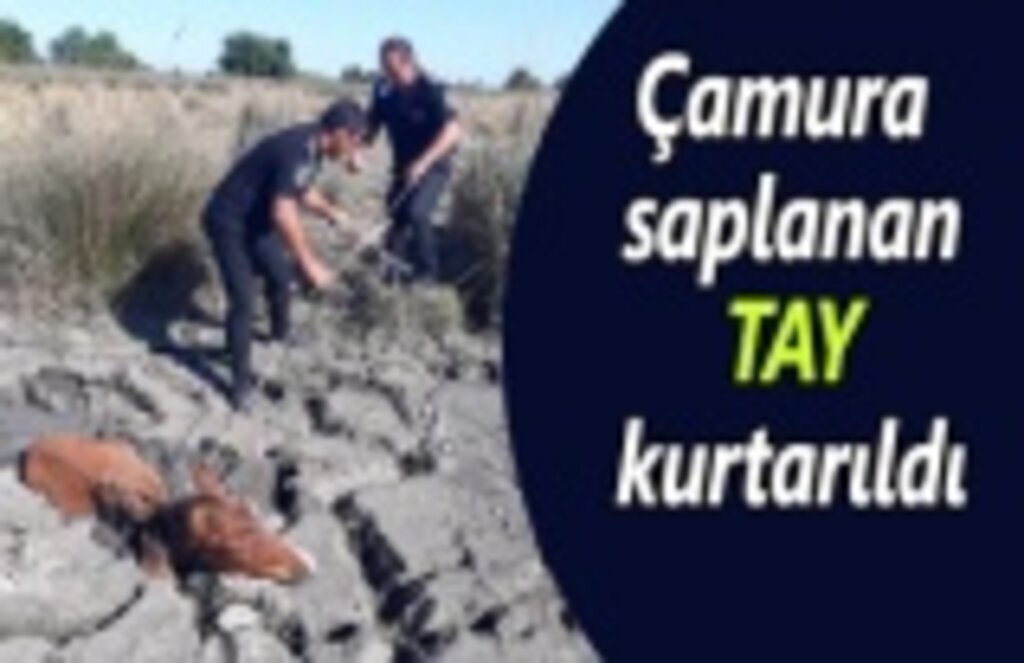 Çamura saplanan Tay kurtarıldı