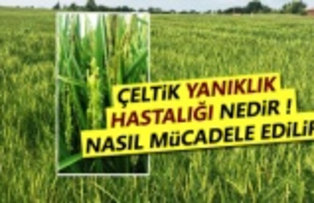 Çeltik Yanıklık Hastalığı ile Nasıl Mücadele edilir!