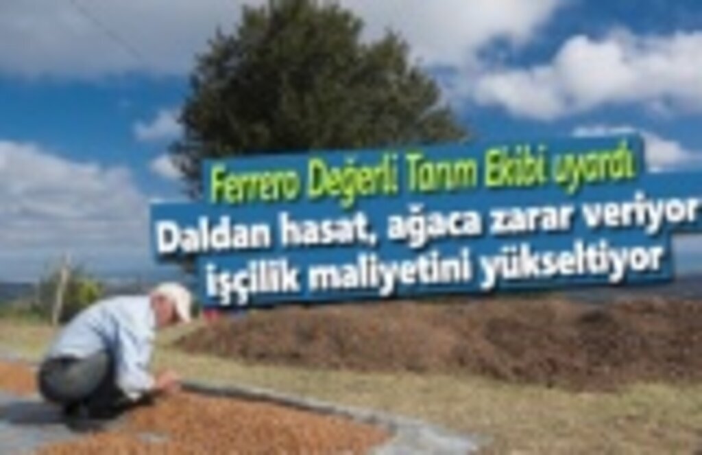 Ferrero Tarım Ekibi uyardı, Yerden toplama ürün kalitesini de yükseltiyor