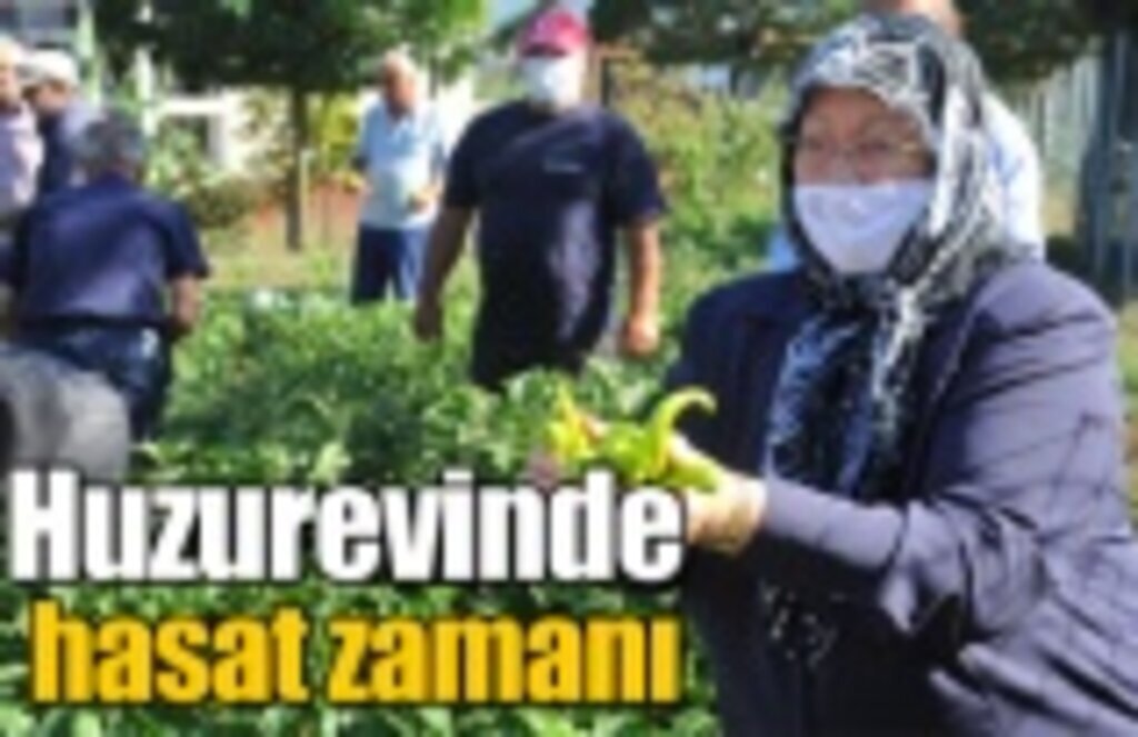 Huzurevinde hasat zamanı
