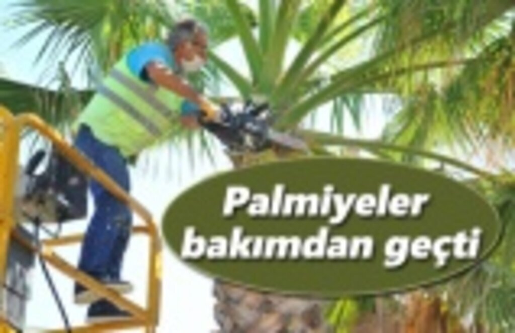 Palmiyeler bakımdan geçti