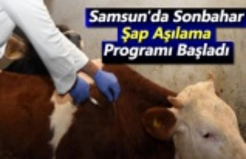 Samsun'da Sonbahar Şap Aşılama Programı Başladı