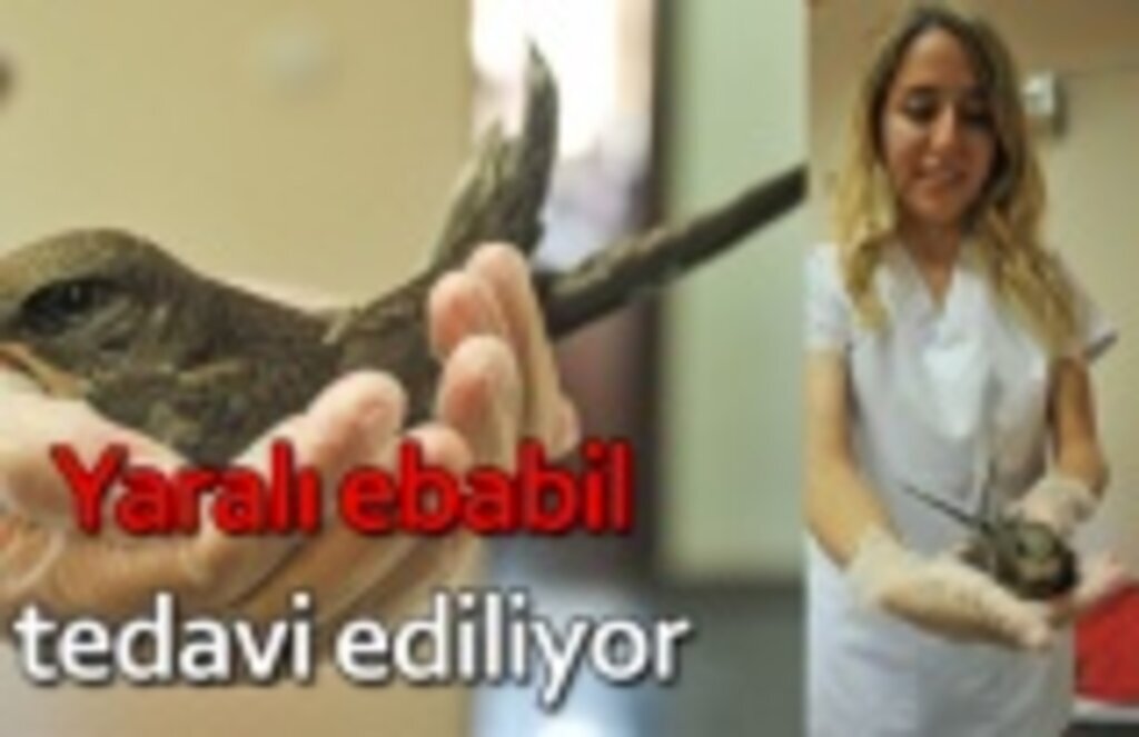 Yaralı ebabil tedavi ediliyor