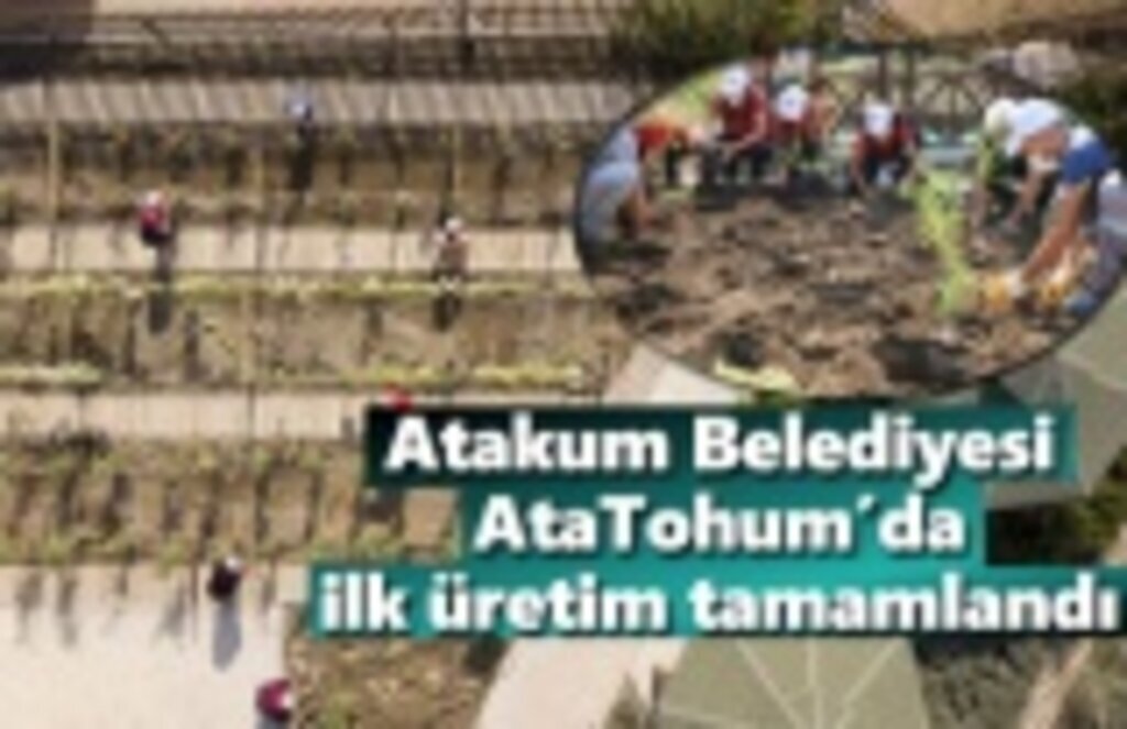 Atakum Belediyesi AtaTohum’da ilk hasat
