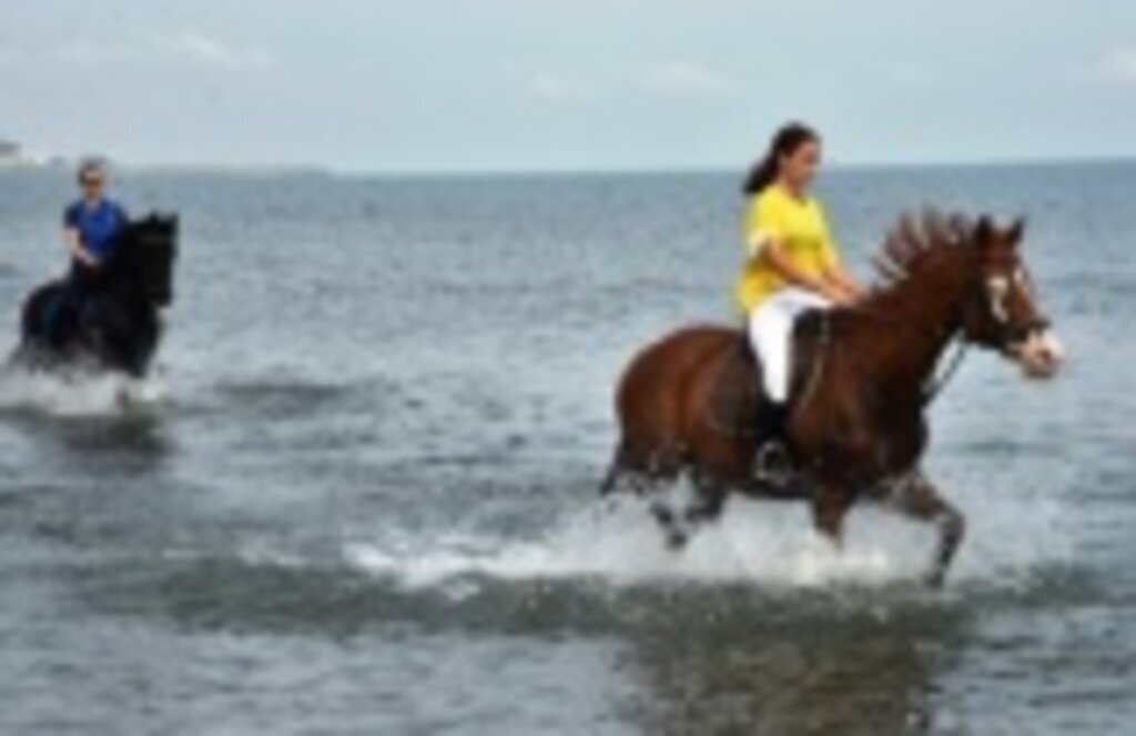 Atlara tuzlu su iyi gelir mi? Atlar kum banyosu yapar mı?