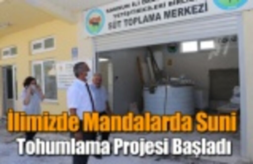 İlimizde Mandalarda Suni Tohumlama Projesi Başladı-Samsun Haber