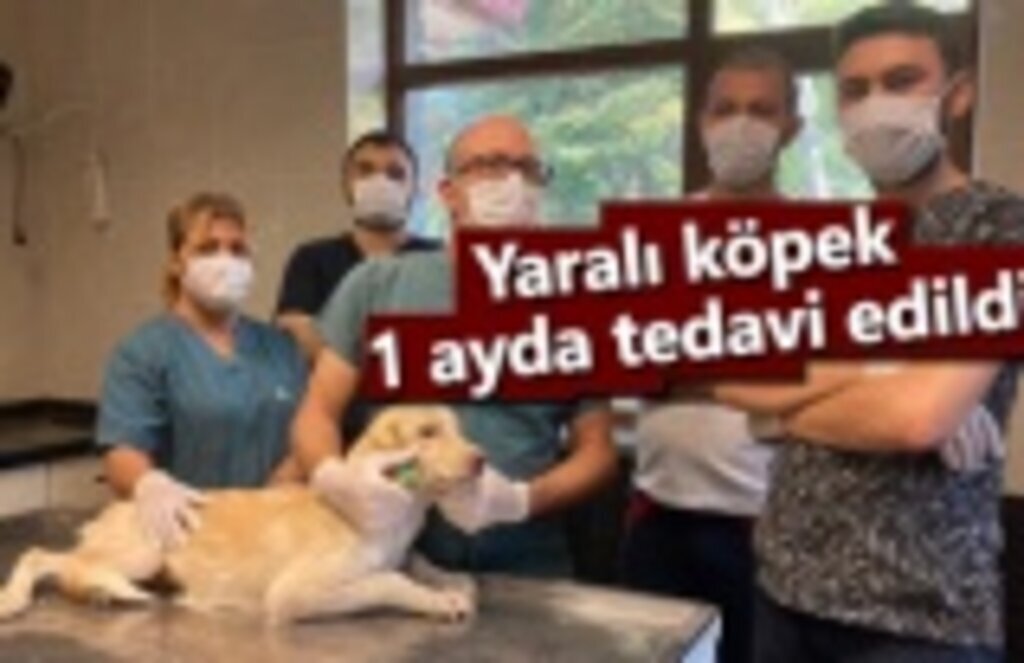 Yaralı köpek 1 ayda tedavi edildi