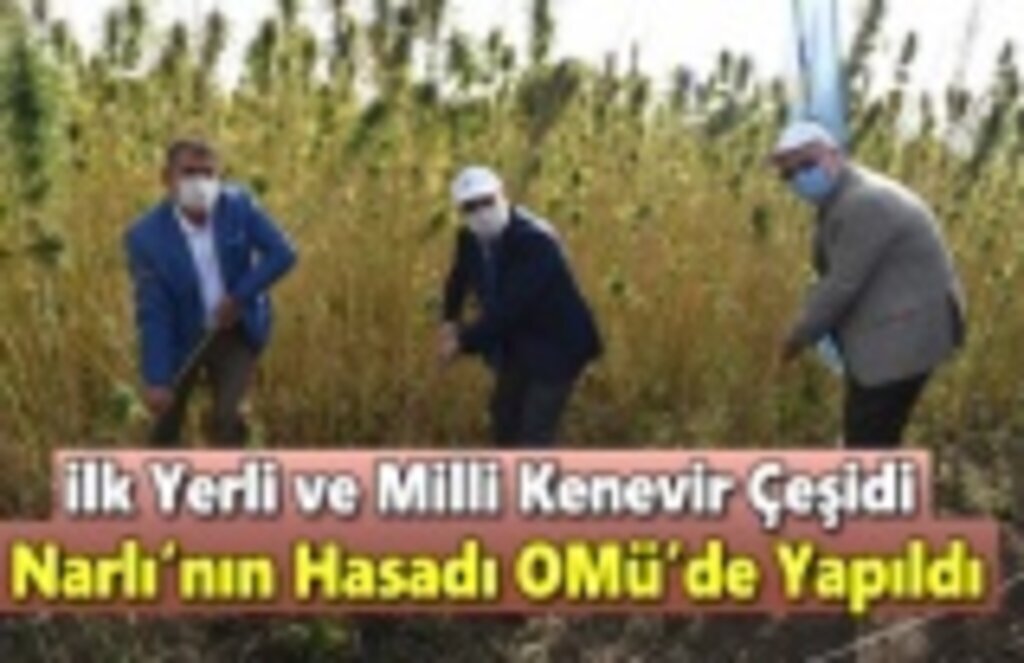 İlk Yerli ve Milli Kenevir Çeşidi Narlı’nın Hasadı OMÜ’de Yapıldı