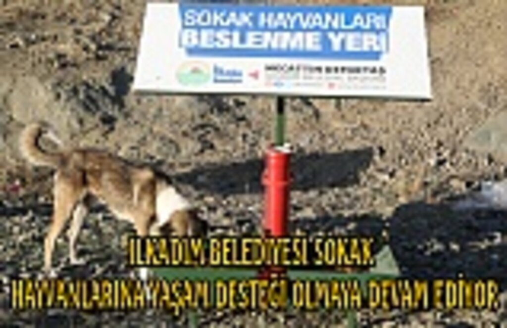 İlkadım Belediyesi sokak hayvanlarına yaşam desteği olmaya devam ediyor
