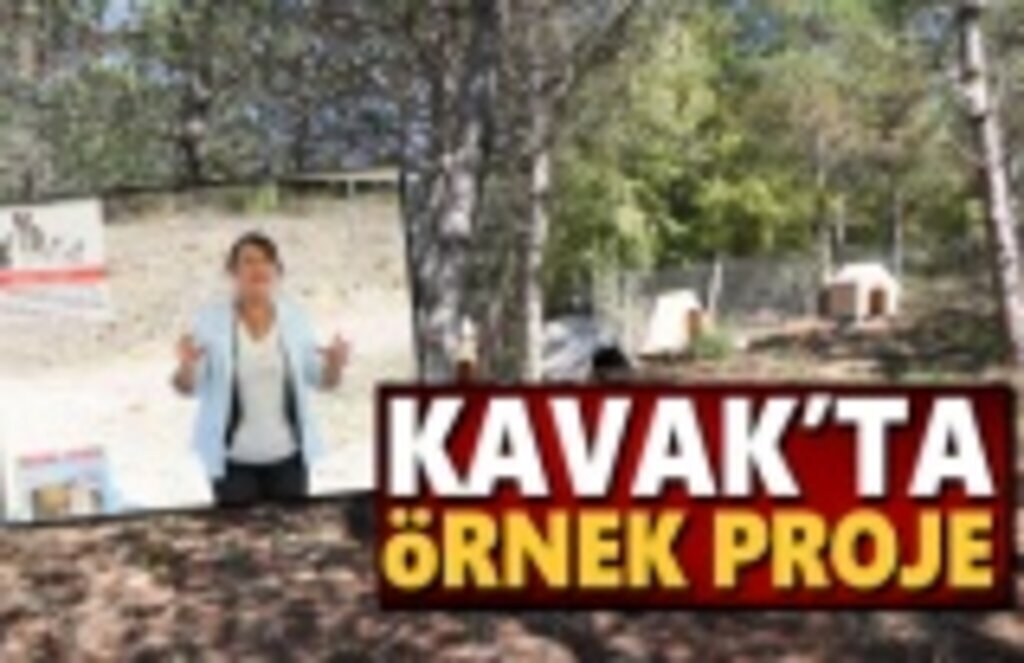 Kavak'tan örnek Proje