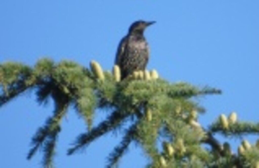 Orman yangınlarından hayvanlar da büyük zarar görüyor