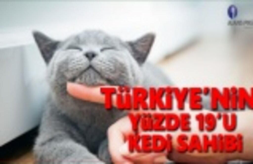 Türkiye'nin Yüzde 19'u Kedi Sahibi