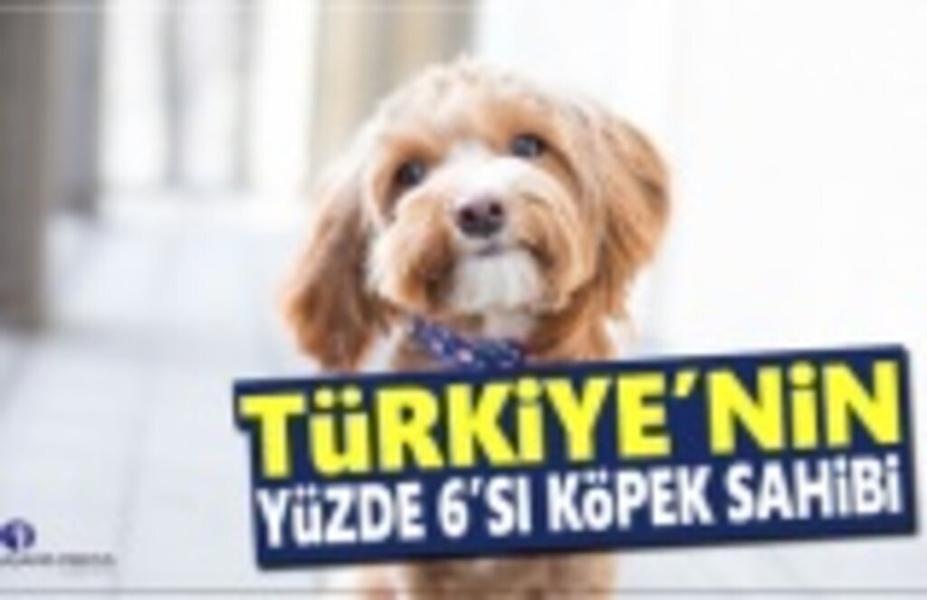 Türkiye'nin Yüzde 6'sı Köpek Sahibi