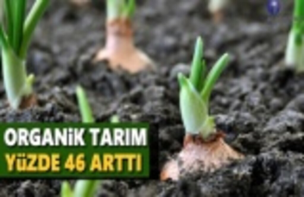 Organik Tarım Yüzde 46 Arttı