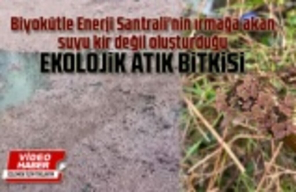 Çarşamba Abdal Irmağı'ndaki görüntü Ekolojik Atık Bitkisi