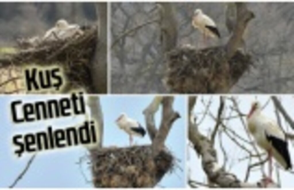 Leylekler Samsun'a geldi, Kuş Cenneti şenlendi