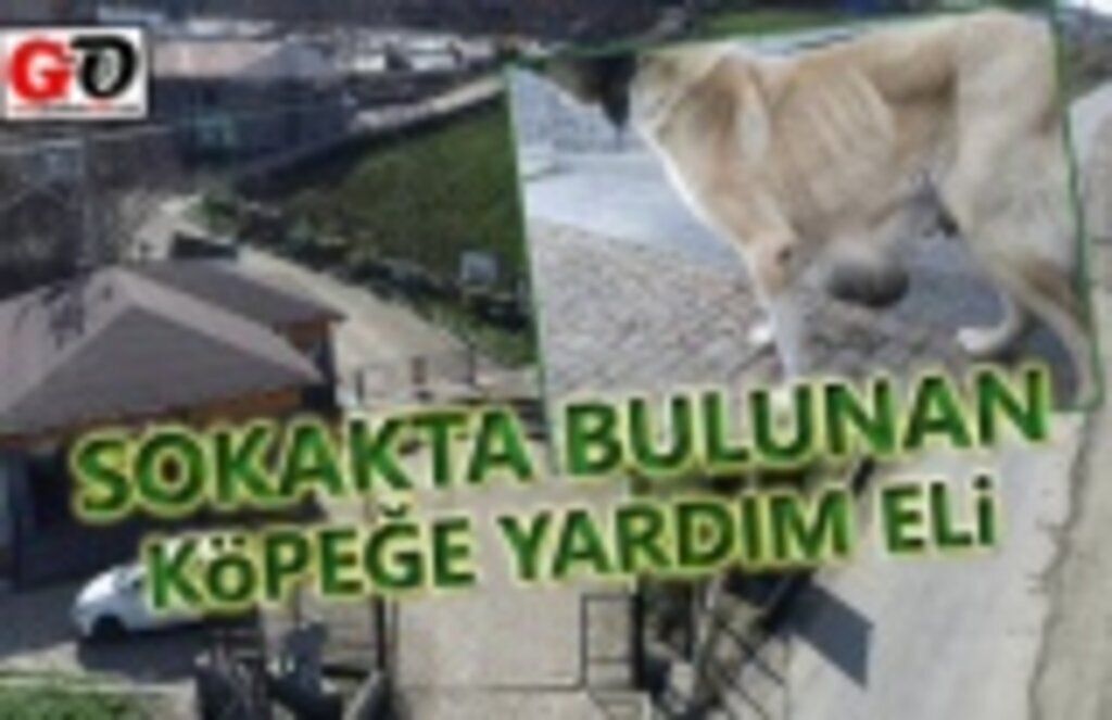 Sokakta bulunan köpeğe meme kanseri tümörü teşhisi
