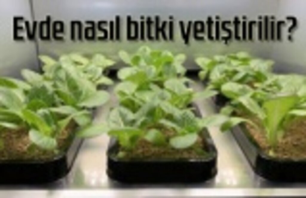 Evde nasıl bitki yetiştirilir? Tarım Danışmanı Harun Karakuş