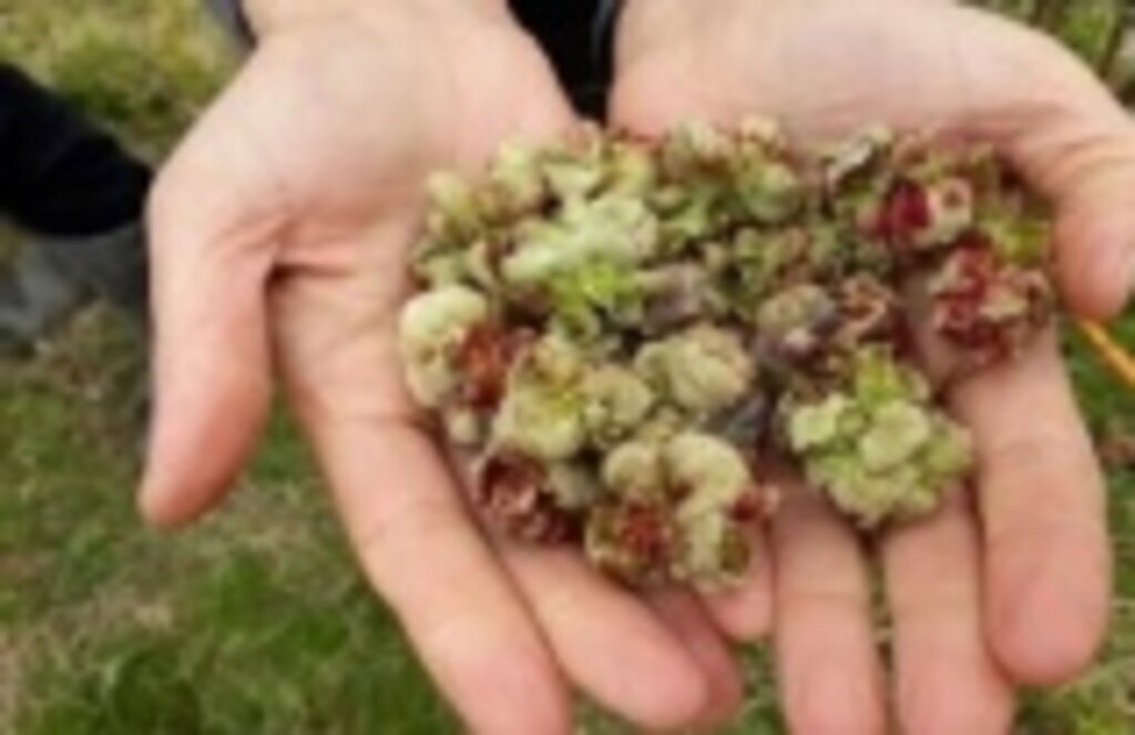 Fındıkta Kozalak Akarı Mücadelesi Başladı