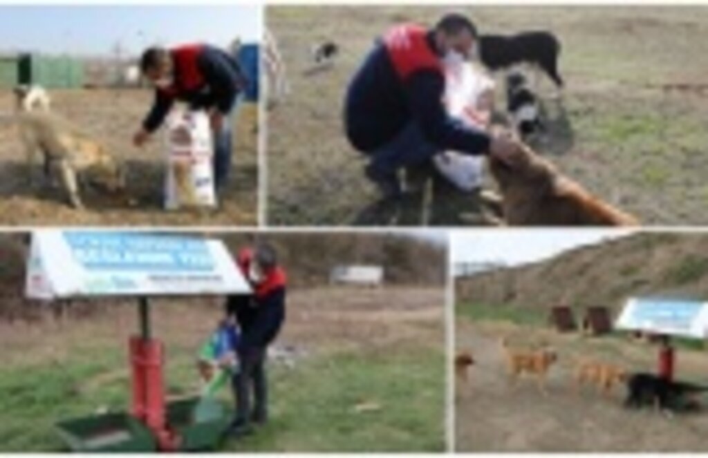 İlkadım Belediyesi sokak hayvanlarını kısıtlamada unutmadı