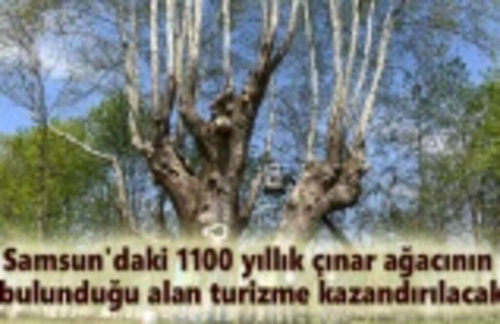 Samsun'da bin 100 yıllık tarihi ağaca bakım
