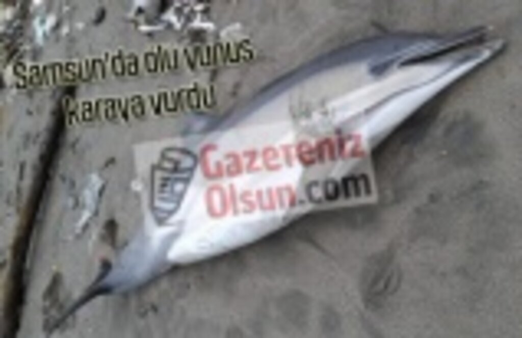 Samsun'da ölü yunus karaya vurdu - Samsun Haber