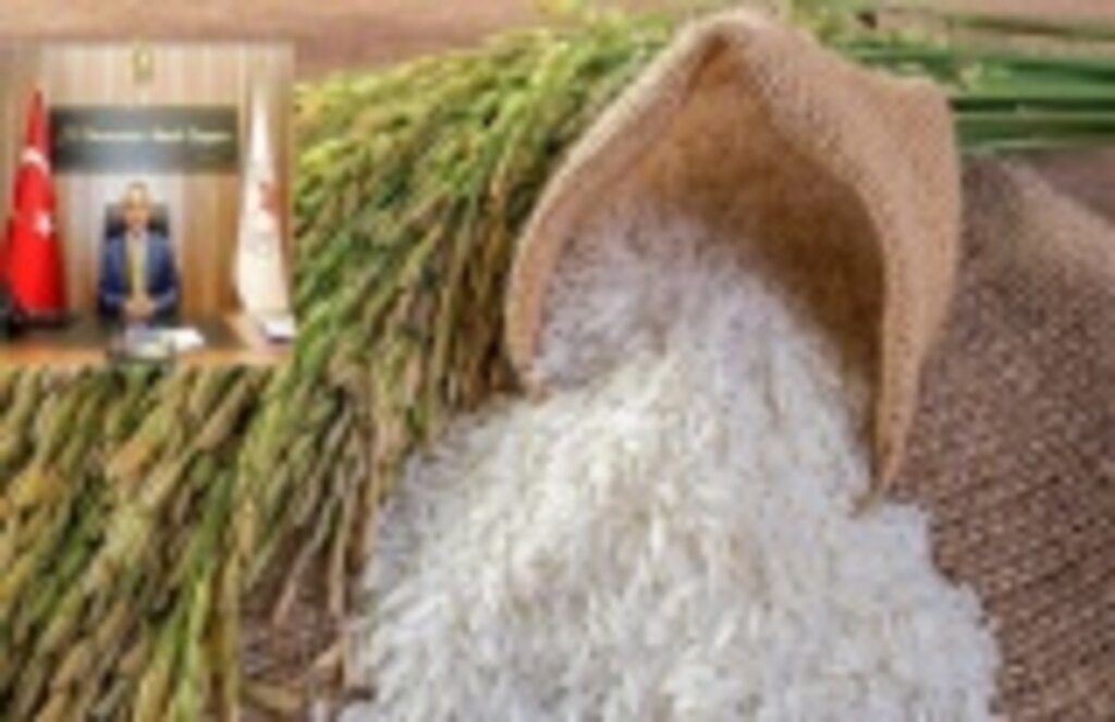 TMO Çeltik Alım Fiyatlarını Açıkladı