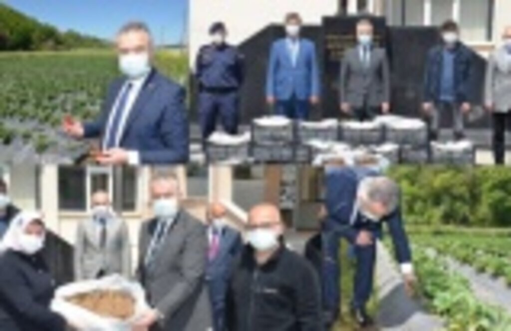 19 Mayıs Çilek Üreticilerine Fide Desteği