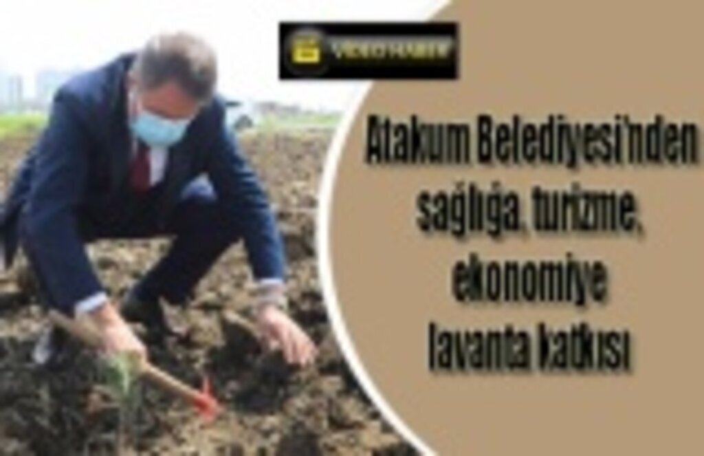 Atakum'da lavanta üretimi teşvik edip pazara taşınacak