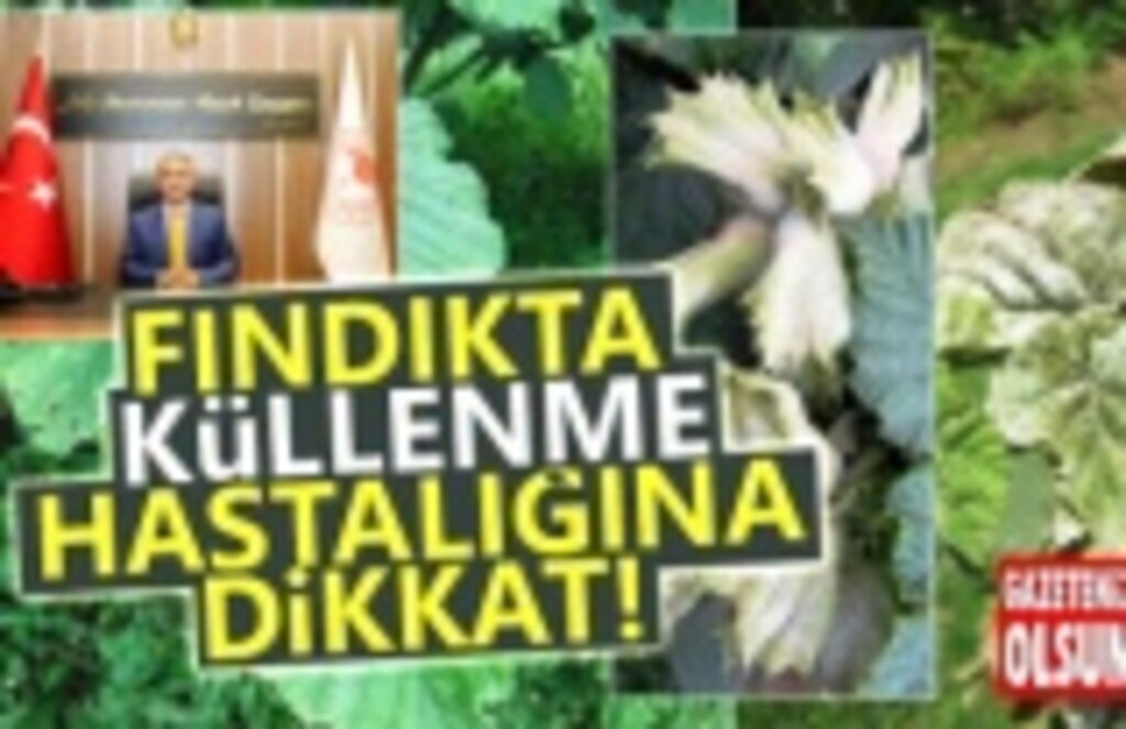 Fındıkta Külleme Hastalığına Dikkat!