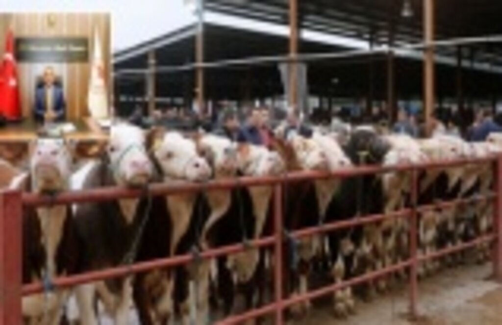 Hayvan Pazarları ne zaman açılacak? Samsun Haber