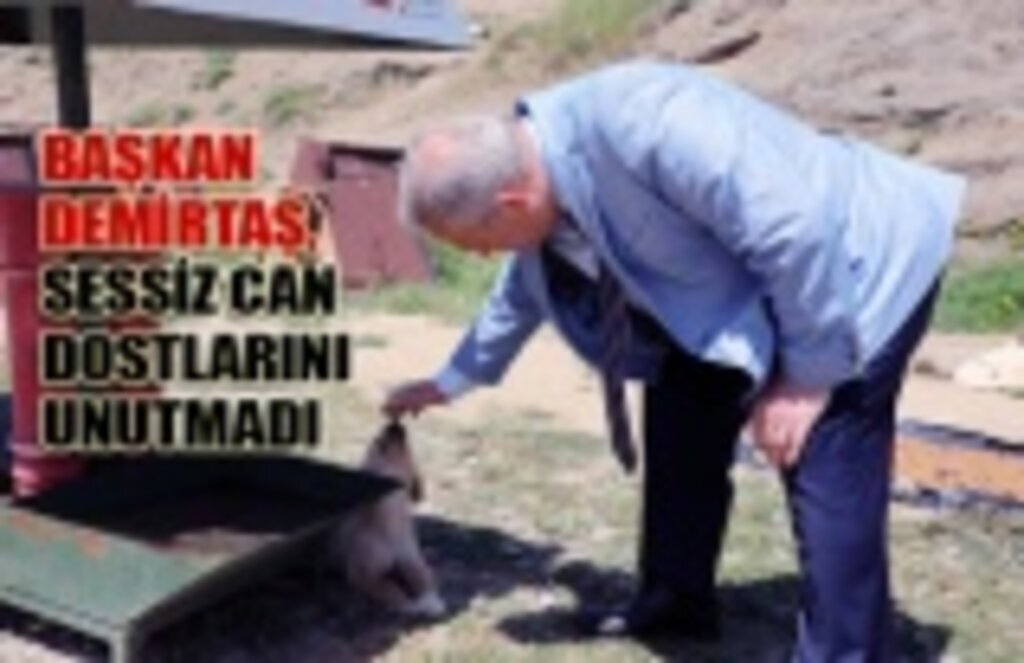 İlkadım Belediyesi sessiz can dostları unutmadı