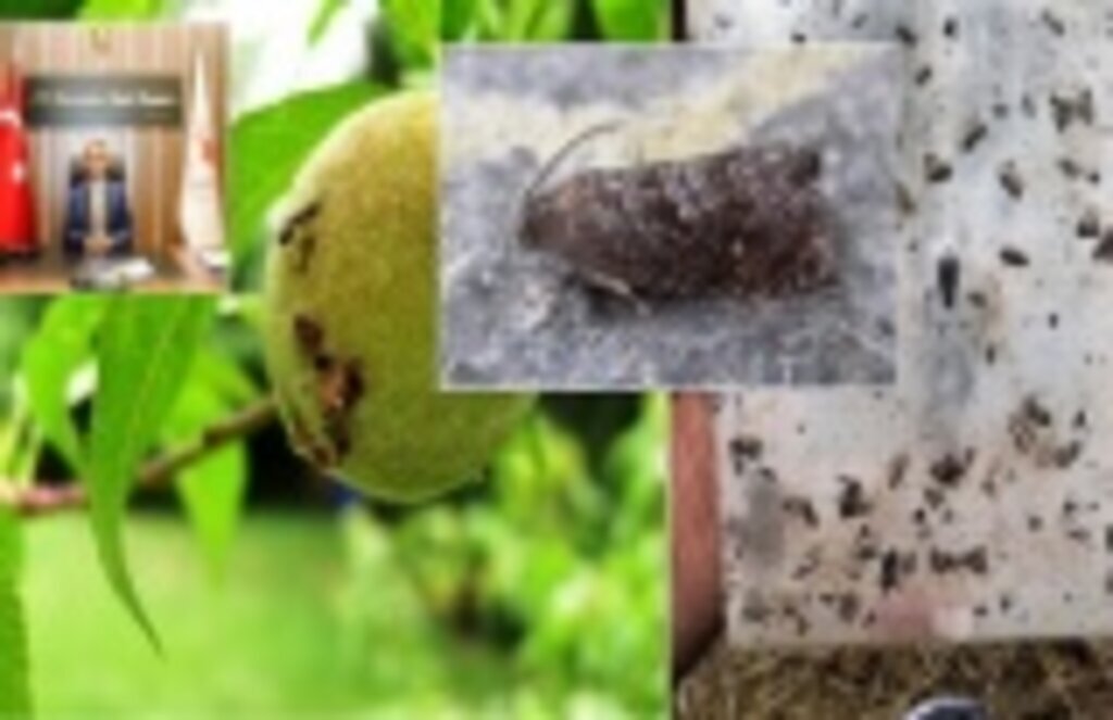 Doğu Meyve Güvesi Cydia molesta Busck Zararlısına Dikkat!