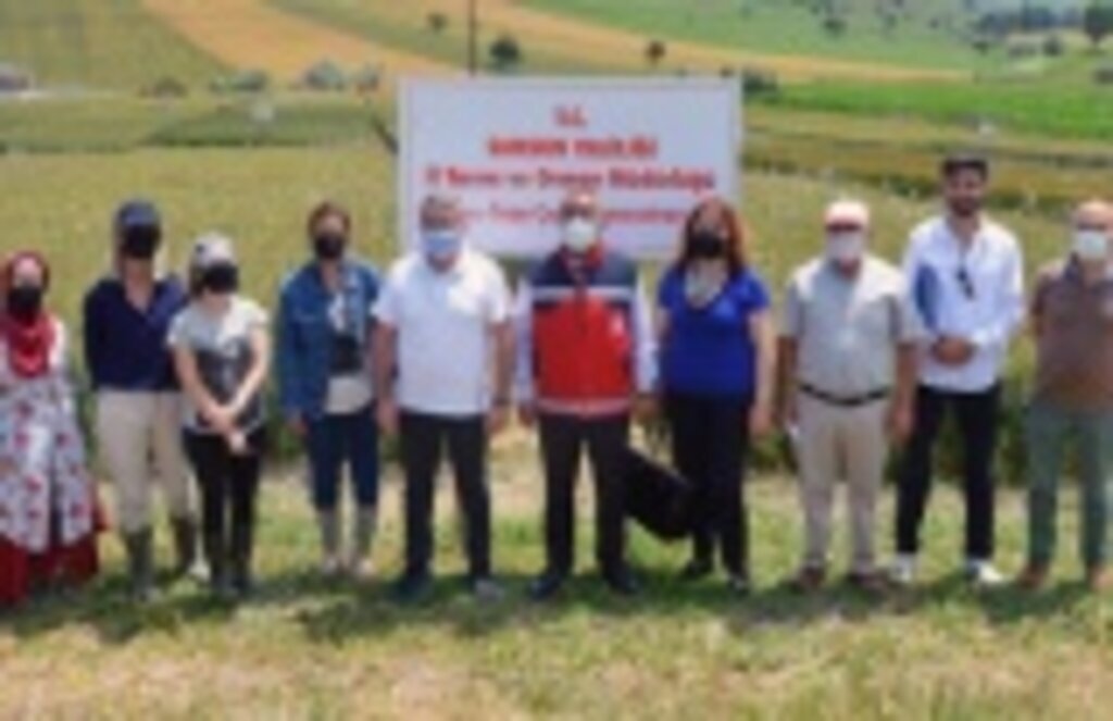 Havza’da deneme tarlaları incelendi