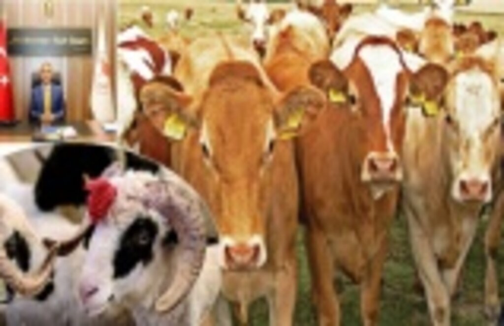 Kurbanlık alırken nelere dikkat edilmeli! Kurban Rehberi yayınlandı