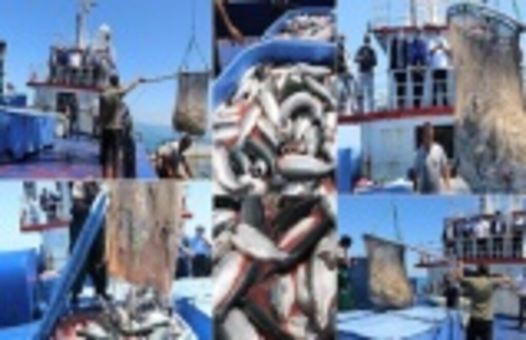 Samsun’da Türk Somonu Hasadı Yapıldı