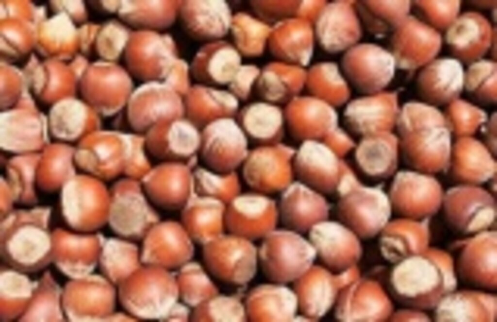 Fındık fiyatı ne kadar oldu? İşte il il fındık fiyatları